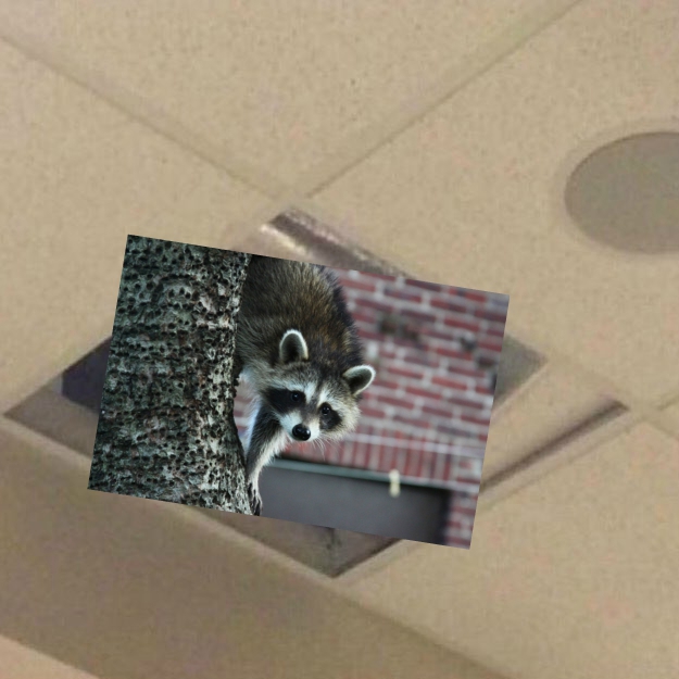 Drooly the Raccoon monitors the hallway for any late students. He has contributed immensely to the decline of tardiness among students.