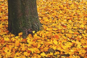 Autumn leaves on the ground surrounding a tree trunk